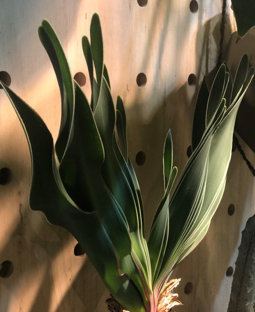 Boophone disticha 5 Seeds