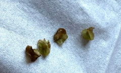 Ceraria pygmaea 4 Seeds