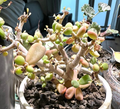 Ceraria pygmaea 4 Seeds