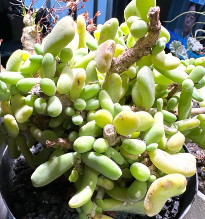 Ceraria pygmaea 4 Seeds
