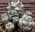 Ortegocactus macdougallii 10 Seeds