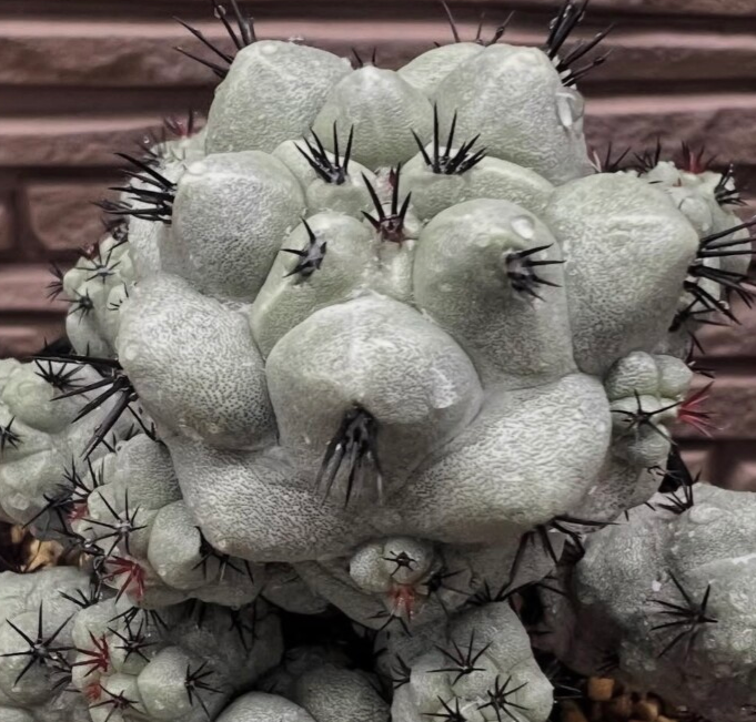 Ortegocactus macdougallii 10 Seeds