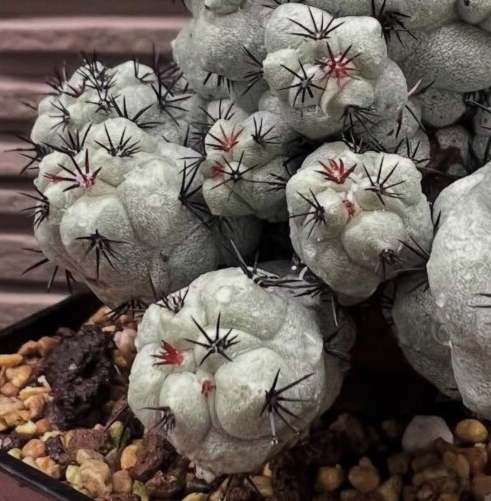 Ortegocactus macdougallii 10 Seeds