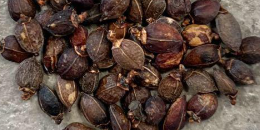 Commiphora sp. ‘Eyl’ 5 Seeds