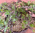 Commiphora sp. ‘Eyl’ 5 Seeds