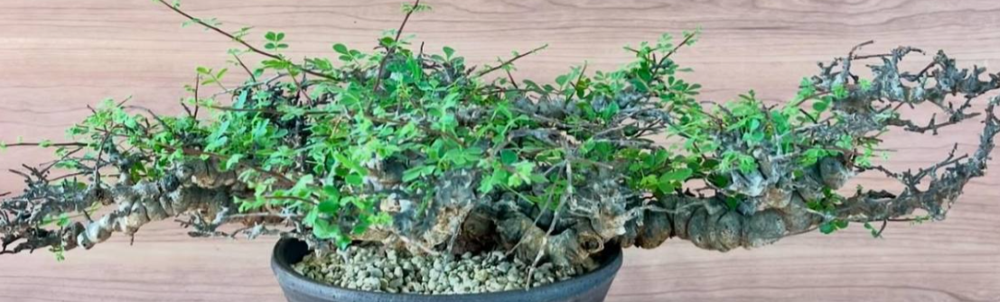 Commiphora sp. ‘Eyl’ 5 Seeds