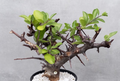Commiphora rostrata 5 Seeds