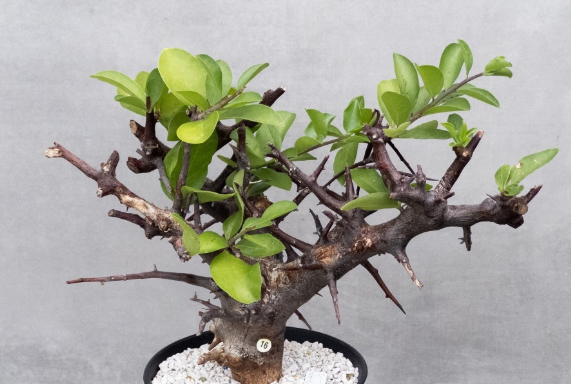Commiphora rostrata 5 Seeds