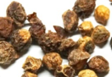Commiphora rostrata 5 Seeds