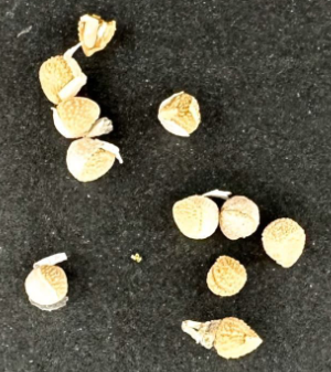 Dorstenia gypsophila 7 Seeds