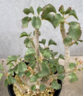 Dorstenia gypsophila 7 Seeds
