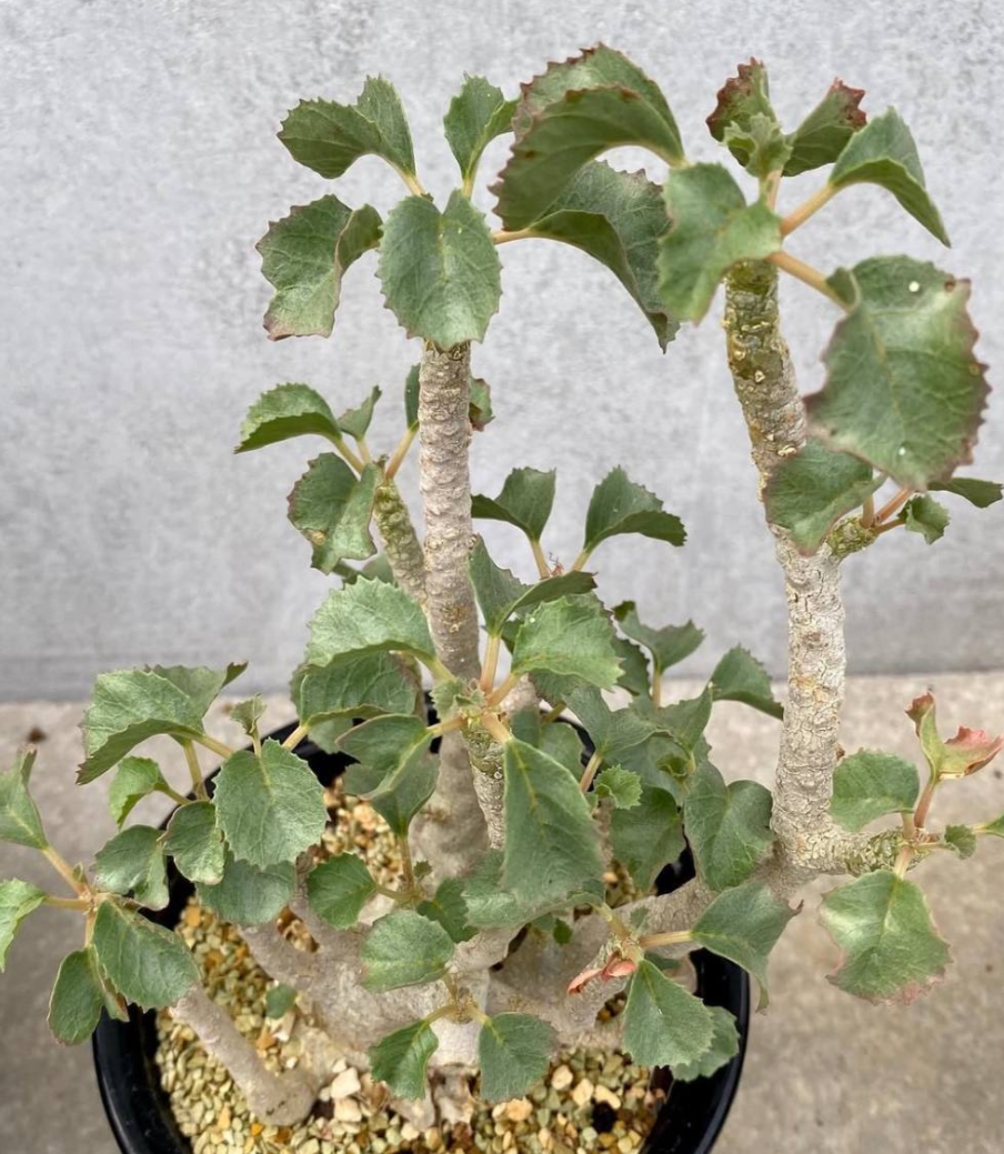 Dorstenia gypsophila 7 Seeds