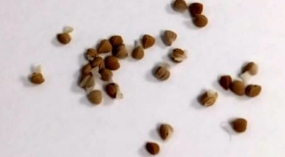 Dorstenia horwoodii 7 Seeds