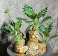 Dorstenia horwoodii 7 Seeds