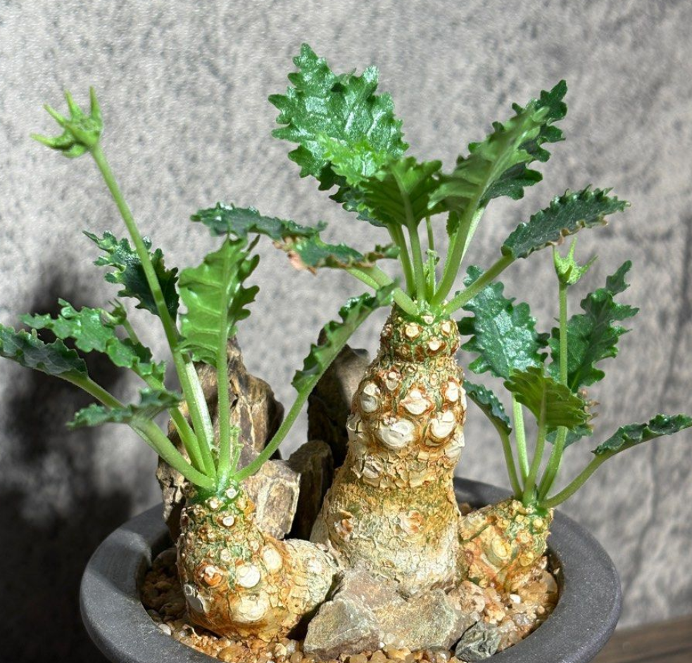 Dorstenia horwoodii 7 Seeds