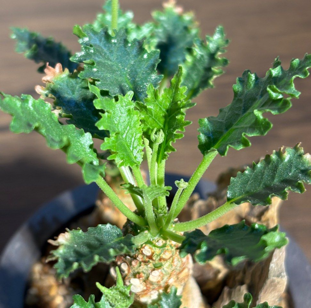 Dorstenia horwoodii 7 Seeds