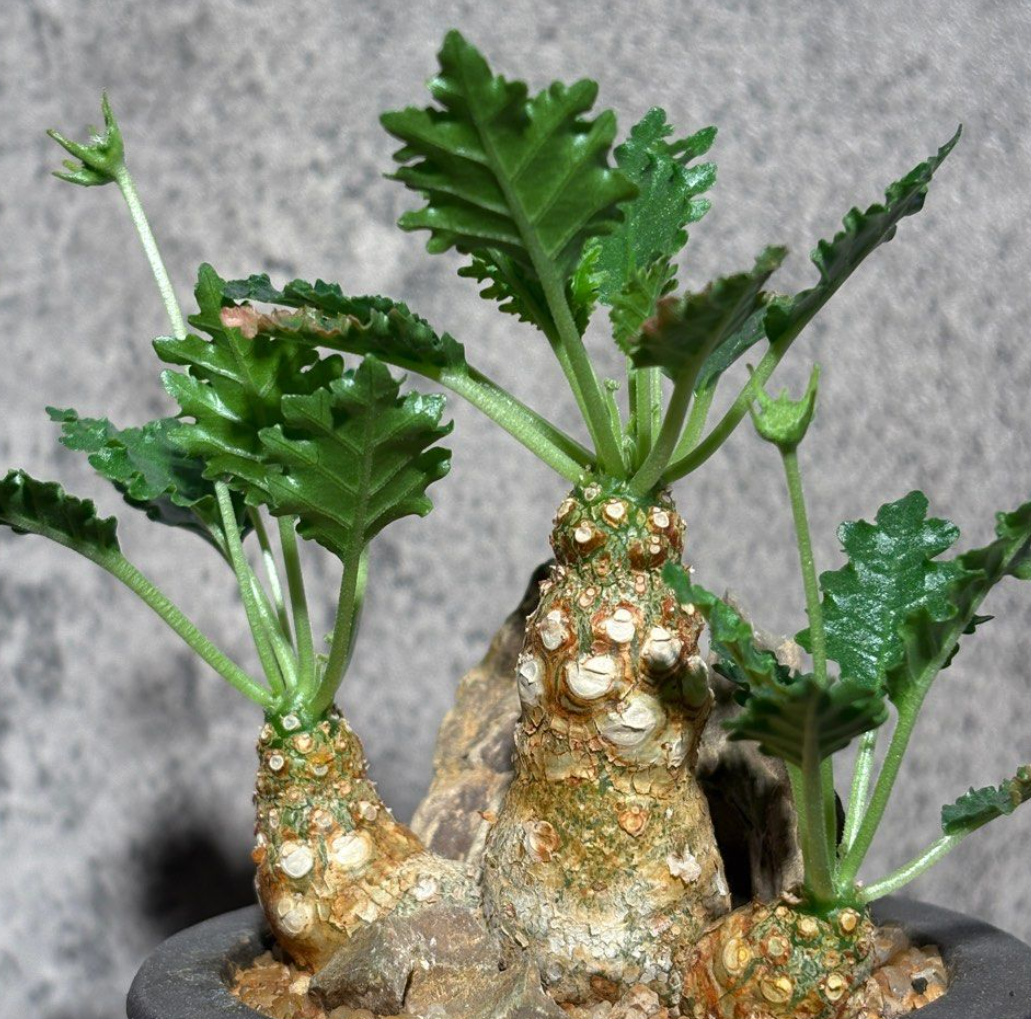 Dorstenia horwoodii 7 Seeds