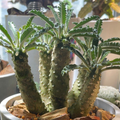 Dorstenia Lavrani 7 Seeds
