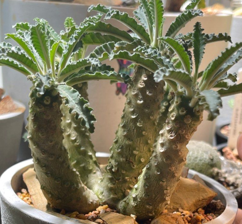 Dorstenia Lavrani 7 Seeds