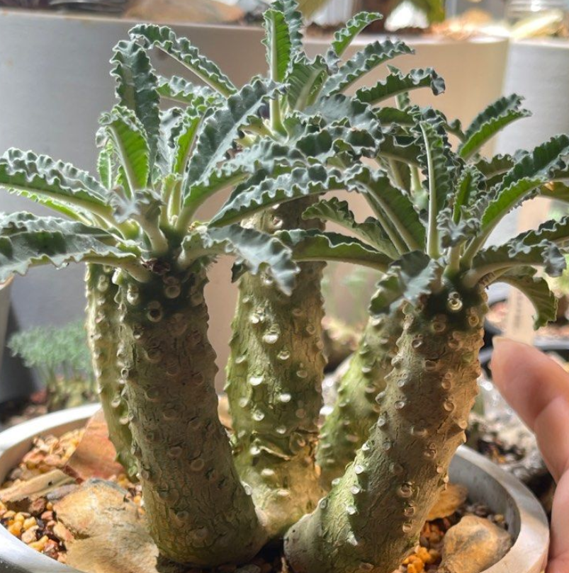 Dorstenia Lavrani 7 Seeds