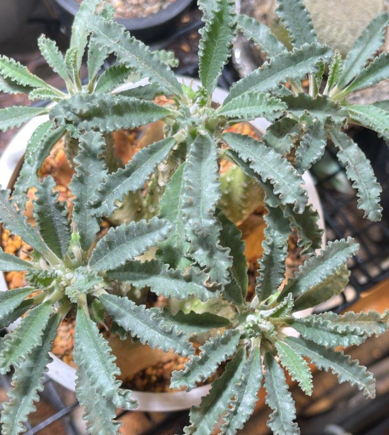 Dorstenia Lavrani 7 Seeds