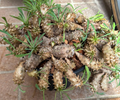 Euphorbia japonica 5 Seeds