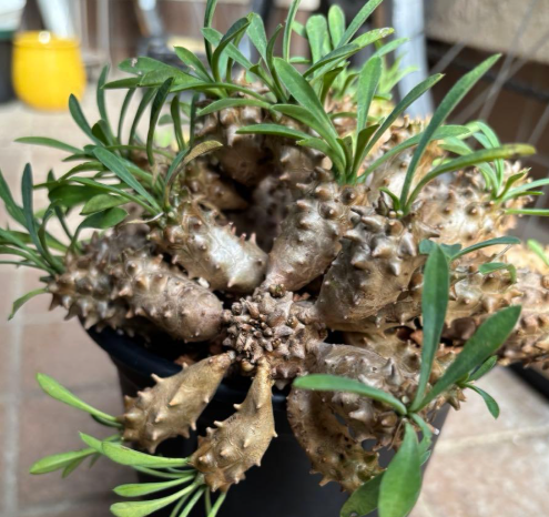 Euphorbia japonica 5 Seeds