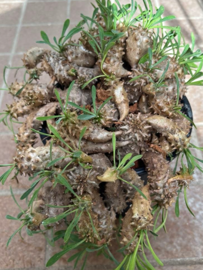 Euphorbia japonica 5 Seeds