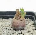 Euphorbia platyrrhiza 5 Seeds