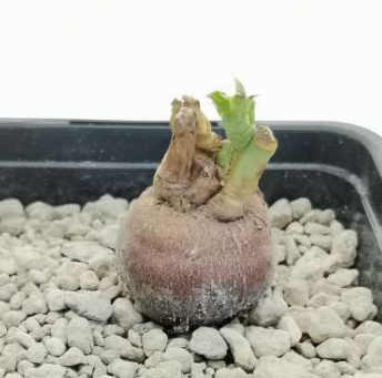 Euphorbia platyrrhiza 5 Seeds