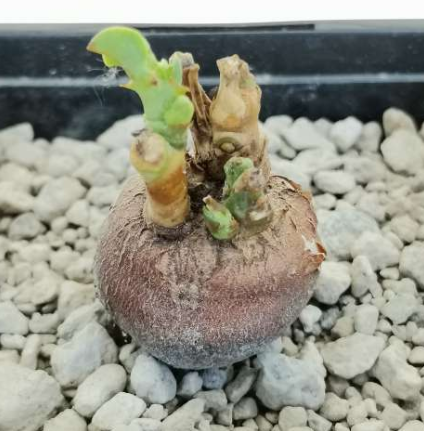 Euphorbia platyrrhiza 5 Seeds