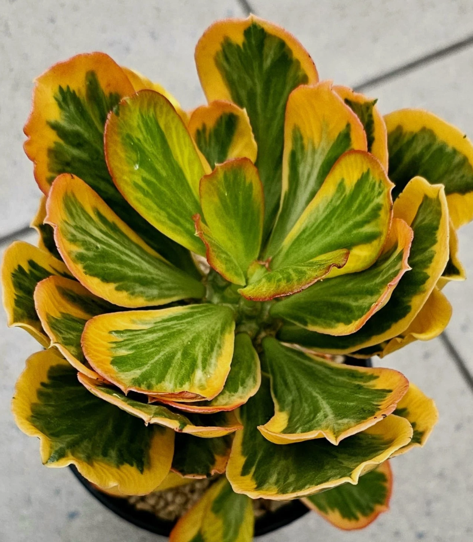 Euphorbia poissonii 5 Seeds