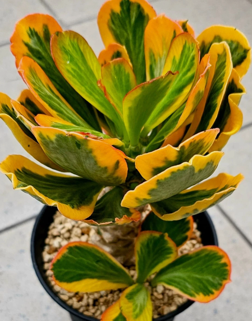 Euphorbia poissonii 5 Seeds
