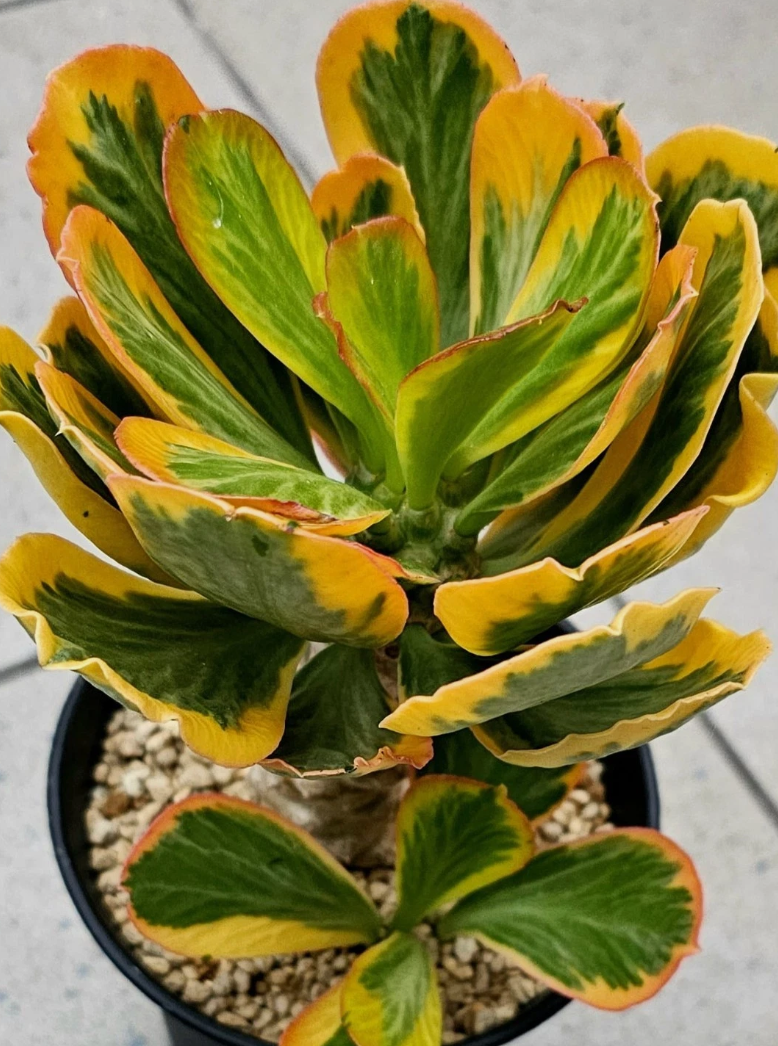 Euphorbia poissonii 5 Seeds