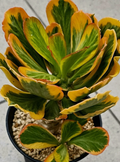 Euphorbia poissonii 5 Seeds