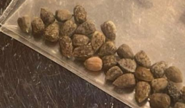 Euphorbia sapinii 5 Seeds