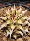 Euphorbia sapinii 5 Seeds