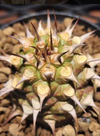 Euphorbia sapinii 5 Seeds