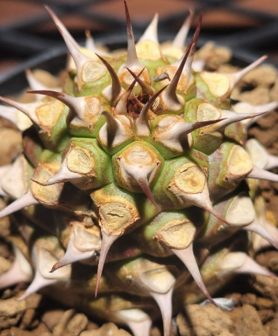 Euphorbia sapinii 5 Seeds