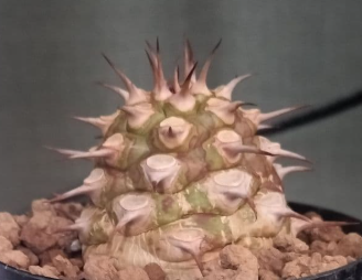 Euphorbia sapinii 5 Seeds