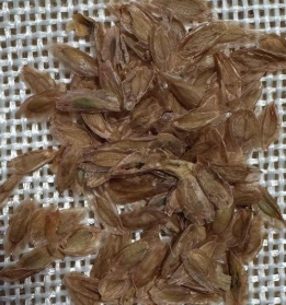 Fouquieria Fasciculata 8 Seeds