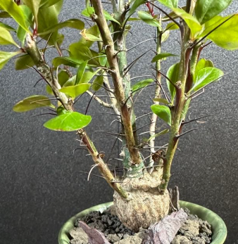 Fouquieria Fasciculata 8 Seeds