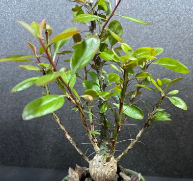 Fouquieria Fasciculata 8 Seeds