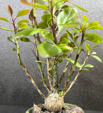 Fouquieria Fasciculata 8 Seeds