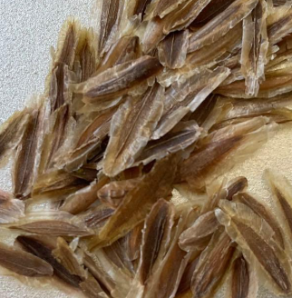 Fouquieria columnaris 8 Seeds