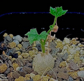 Ibervillea Sonorae 6 Seeds