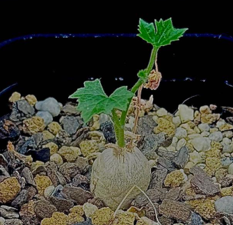 Ibervillea Sonorae 6 Seeds