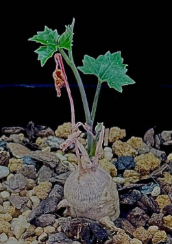 Ibervillea Sonorae 6 Seeds