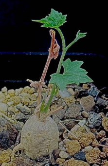 Ibervillea Sonorae 6 Seeds