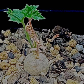 Ibervillea Sonorae 6 Seeds